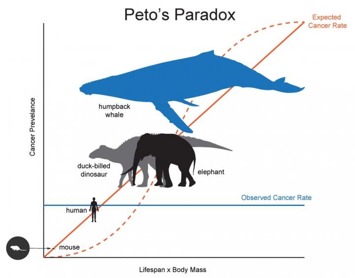 Science for Everyone: Understanding Peto’s Paradox