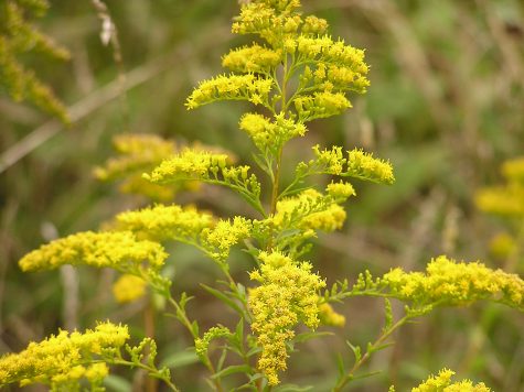 SC-A1---From Ivy to Snakeroot: Fascinating Kearny Plant Life